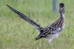 Greater Roadrunner