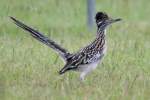 Greater Roadrunner