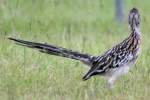 Greater Roadrunner