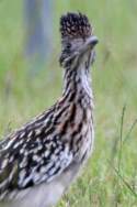 Greater Roadrunner