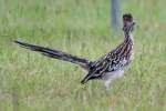 Greater Roadrunner