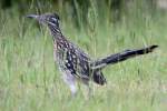 Greater Roadrunner