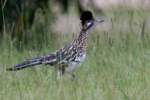 Greater Roadrunner