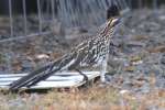 Greater Roadrunner