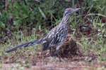 Greater Roadrunner