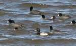 Lesser Scaup with Coots