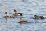 American Wigeon