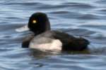 Lesser Scaup