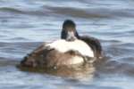 Northern Shoveler