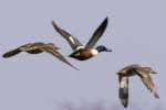 Northern Shoveler