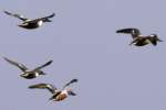 Northern Shoveler