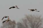 Northern Shoveler