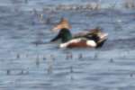Northern Shoveler