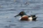 Northern Shoveler