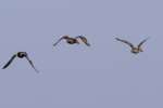Northern Shoveler