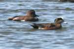 American Wigeon