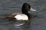 Lesser Scaup