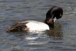 Lesser Scaup