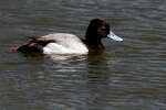 Lesser Scaup