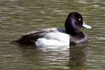 Lesser Scaup