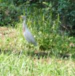 Cattle Egret