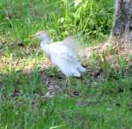Cattle Egret
