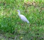 Cattle Egret