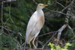 Cattle  Egret Breeding Plumage