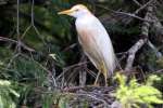Cattle Egret Breeding Plumage