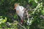 Cattle Egret Breeding Plumage