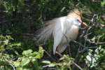 Cattle Egret Breeding Plumage