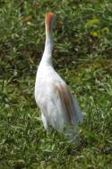 Cattle Egret