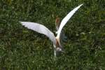 Cattle Egret