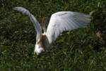 Cattle Egret
