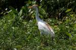 Cattle Egret