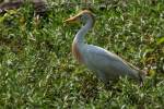 Cattle Egret
