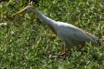 Cattle Egret