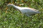 Cattle Egret