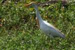 Cattle Egret