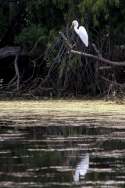 Snowy Egret 
