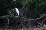 Snowy Egret 