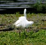 Great Egret