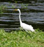 Great Egret