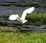 Great Egret