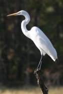 Great Egret 