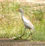 Cattle Egret