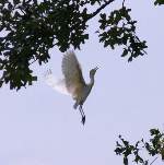 Great Egret