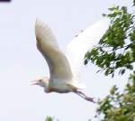 Cattle Egret