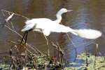 Snowy Egret In Flight - Sequence