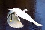 Snowy Egret In Flight - Sequence